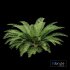 Mother spleenwort Fern Asplenium bulbiferum - Thumbnail 5
