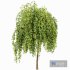 Weeping Mulberry Bagged Ornamental Chaparral - Thumbnail 4