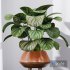 Calathea Orbifolia House Plant - Thumbnail 3