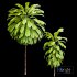 Broad Leaved Palm Lily Cordyline Petiolaris - Thumbnail 5