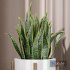 Office Plant Sanseveria Snake - Thumbnail 5