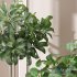 Ficus Sam Ficus Jim House Plant Flower - Thumbnail 4