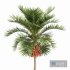 Christmas Palm Manila Palm Adonidia Veitchia Merrillii - Thumbnail 4
