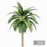 Canary Island Date Palm Phoenix Canariensis 6 Trees - Thumbnail 4