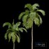 Queen Palm Tree Syagrus Romanzoffiana - Thumbnail 3