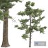 Pinus Echinata03 Trees - Thumbnail 3