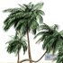 coconut palm tree on beach 4 tree - Thumbnail 4