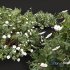 Cistus Albidus Zistrose Flower Bush White - Thumbnail 4