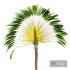Ravenala Madagascariensis Travellers Palm - Thumbnail 2