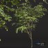 Ziziphus Jujuba Chinesische Dattel Green Fruit Tree - Thumbnail 4