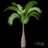 Bottle Palm Tree Hyophorbe lagenicaulis Tall - Thumbnail 5