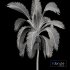 Queen Palm Tree Syagrus Romanzoffiana - Thumbnail 4