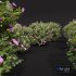 Cistus Albidus Zistrose Flower Bush - Thumbnail 4