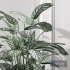 Calathea Oppenheimiana – Pflanzen Karl House Plant - Thumbnail 4