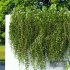 Wall Artificial Hanging Plants-01 - Thumbnail 3