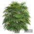 New Plant High detail Rhapis Excelsa Bush - Thumbnail 4