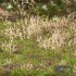Grass-Dry-Set01 - Thumbnail 2