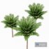 Canary Island Date Palm Phoenix Canariensis 6 Trees - Thumbnail 3