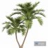 Manila Palm Adonidia Veitchia Merrillii Backyard - Thumbnail 3
