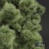 Pinus Palustris-2Tree - Thumbnail 3