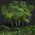Rhapis Excelsa Small - Thumbnail 4