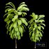 Broad Leaved Palm Lily Cordyline Petiolaris - Thumbnail 4