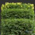 Coronilla Valentina Glauca Box Bush - Thumbnail 3