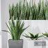 Partition Office Plants Sanseveria Snake Air Purifying - Thumbnail 2