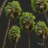 New Plant High detail Acoelorrhaphe Wrightii Fruit Tree - Thumbnail 4