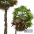 Acoelorrhaphe Wrightii Medium Tree - Thumbnail 4