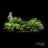 Mother spleenwort Fern Asplenium bulbiferum - Thumbnail 2