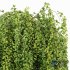Weeping Mulberry Bagged Ornamental Chaparral - Thumbnail 3