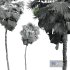 Acoelorrhaphe Wrightii Tall Tree - Thumbnail 5