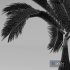 Bottle Palm Tree Hyophorbe lagenicaulis Tall - Thumbnail 3