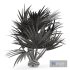 Sabal Palmetto Cabbage Palm Tree - Thumbnail 5