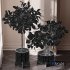 Ficus Sam Ficus Jim House Plant Flower - Thumbnail 5