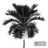 Christmas Palm Manila Palm Adonidia Veitchia Merrillii - Thumbnail 5