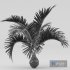 Bottle palm tree hyophorbe lagenicaulis - Thumbnail 4