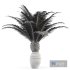 Canary Island Date Palm Phoenix Canariensis 6 Trees - Thumbnail 5