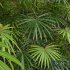 Rhapis Excelsa Bush - Thumbnail 5