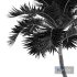 Manila Palm Adonidia Veitchia Merrillii Backyard - Thumbnail 4