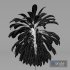Broad Leaved Palm Lily Cordyline Petiolaris - Thumbnail 3