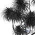 Cabbage Palm Tangihua Northland 5 Trees - Thumbnail 6