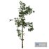 Fb283 Sapling Growth Tree-1 Mat - Thumbnail 1