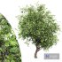 African Olive tree - Thumbnail 1