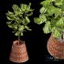 Plant Indoor Fiddle Leaf Fig03 - Thumbnail 1