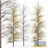 Real Tree Maidenhair Ginkgo Biloba Winter - Thumbnail 1
