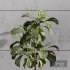 Plant Indoor Set Fiddle Leaf Fig - Thumbnail 3