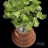 Plant Indoor Fiddle Leaf Fig03 - Thumbnail 5