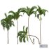 New Plant High detail Areca Catechu - Thumbnail 1